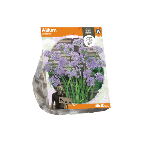 Allium Unifolium (Sp) per 10 - BA324220