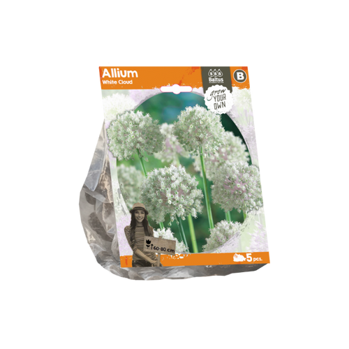 Allium White Cloud (Sp) per 5 - BA324230