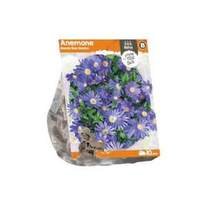 Anemone Blanda Blue Shades (Sp) per 10 - BA324240