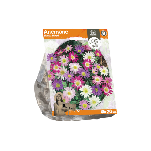 Anemone Blanda Mixed (Sp) per 20 - BA324250