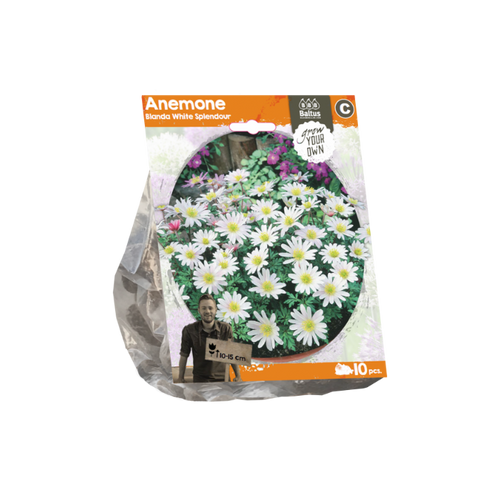 Anemone Blanda White Splendour (Sp) per 10 - BA324260