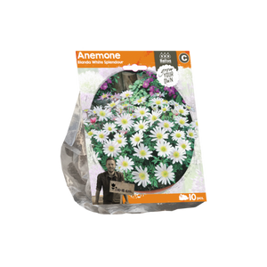 Anemone Blanda White Splendour (Sp) per 10 - BA324260