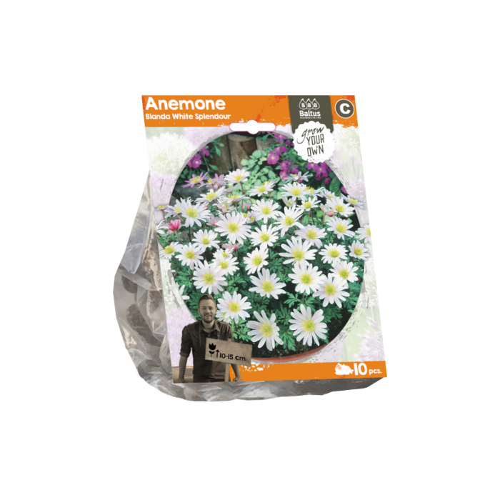 Anemone Blanda White Splendour (Sp) per 10 - BA324260