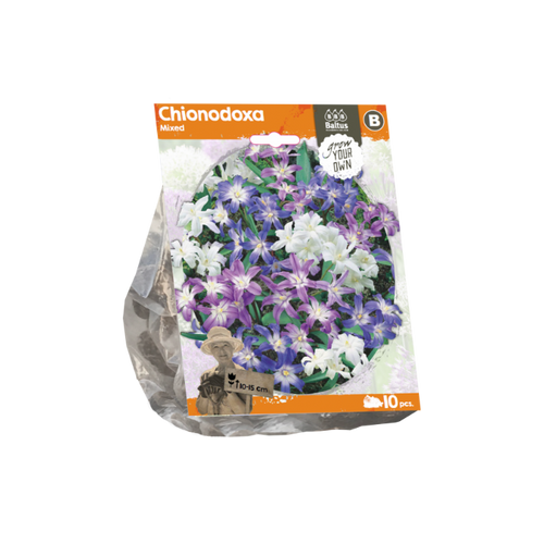 Chionodoxa Mixed (Sp) per 10 - BA324280