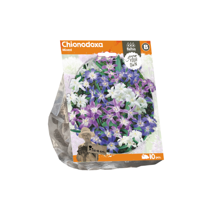 Chionodoxa Mixed (Sp) per 10 - BA324280