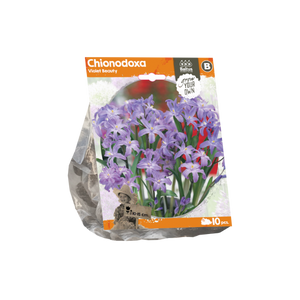Chionodoxa Violet Beauty (Sp) per 10 - BA324290