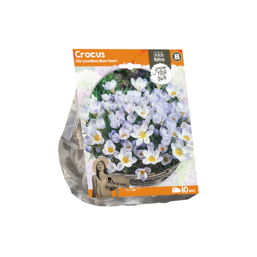 Crocus Chrysanthus Blue Pearl (Sp) per 10 - BA324310