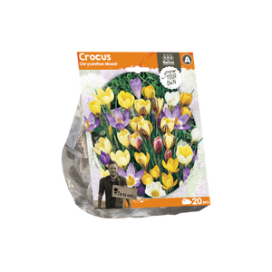 Crocus Chrysanthus Mixed (Sp) per 20 - BA324320