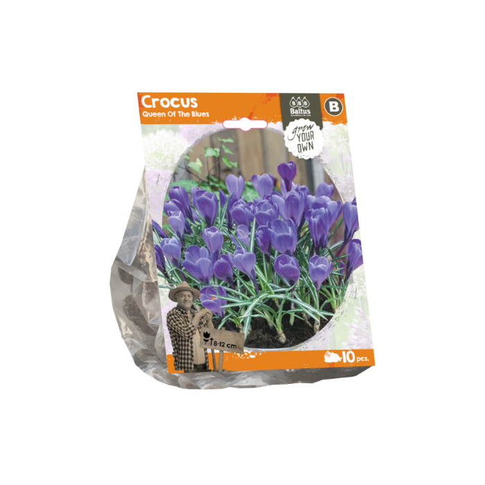 Crocus Queen Of The Blues (Sp) per 10 - BA324340