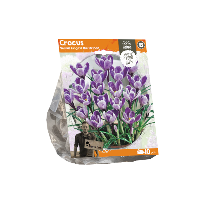 Crocus Vernus King Of The Striped (Sp) per 10 - BA324380