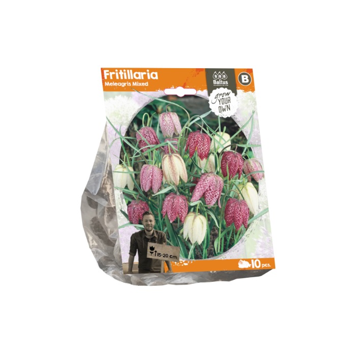 Fritillaria Meleagris Mixed (Sp) per 10 - BA324420