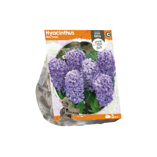 Hyacinthus Blue Tango (Sp) per 3 - BA324440