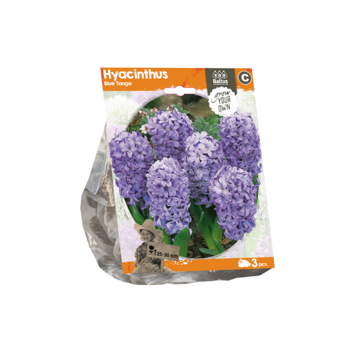 Hyacinthus Blue Tango (Sp) per 3 - BA324440