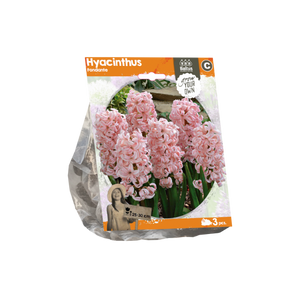 Hyacinthus Fondante (Sp) per 3 - BA324450
