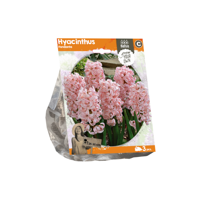 Hyacinthus Fondante (Sp) per 3 - BA324450