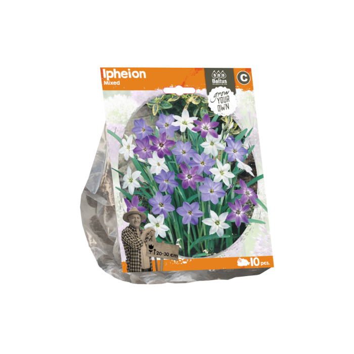 Hyacinthus Mixed (Sp) per 3 - BA324460