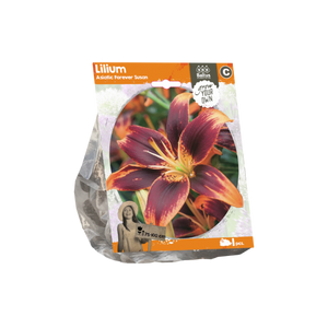 Lilium Asiatic Forever Susan (Sp) per 1 - BA324510