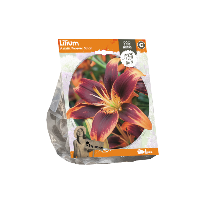 Lilium Asiatic Forever Susan (Sp) per 1 - BA324510