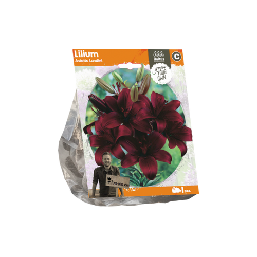 Lilium Asiatic Landini (Sp) per 1 - BA324520