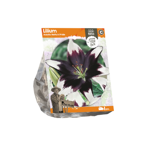 Lilium Asiatic Netty's Pride (Sp) per 1 - BA324540