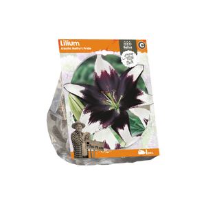 Lilium Asiatic Netty's Pride (Sp) per 1 - BA324540