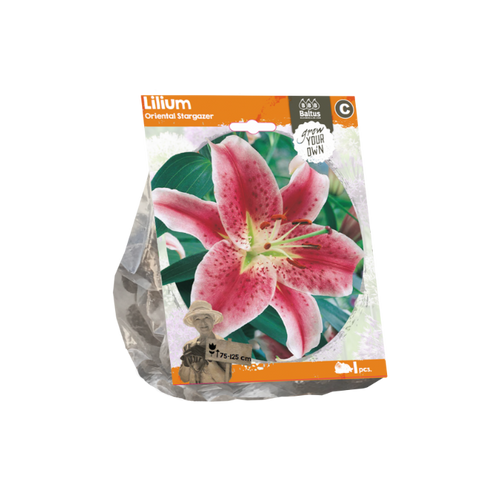 Lilium Oriental Stargazer (Sp) per 1 - BA324550