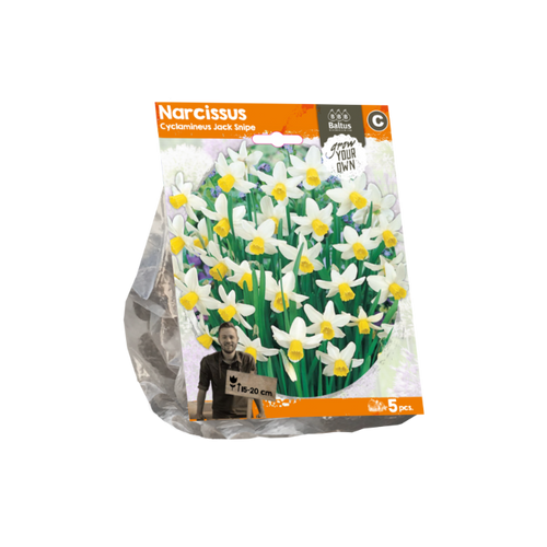 Narcissus Cyclamineus Jack Snipe (Sp) per 5 - BA324630