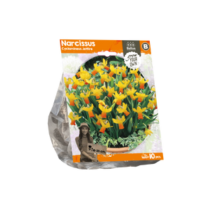 Narcissus Cyclamineus Jetfire (Sp) per 10 - BA324640