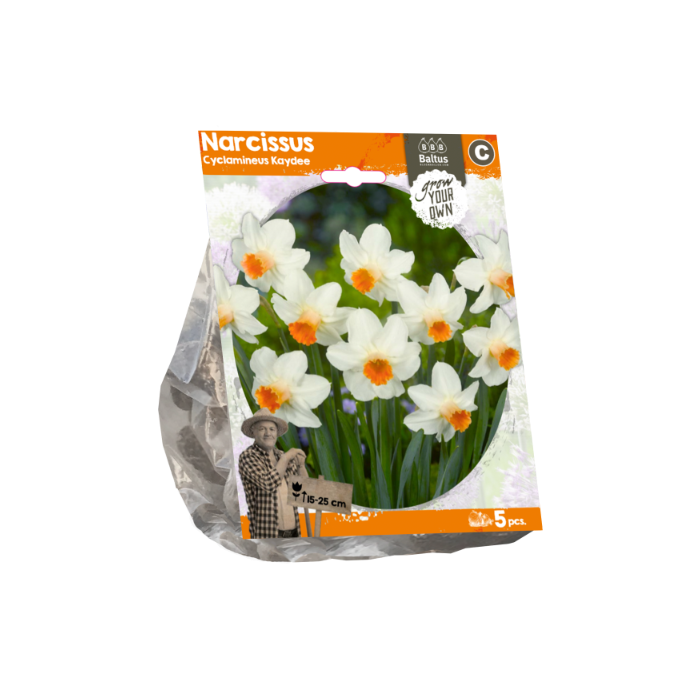 Narcissus Cyclamineus Kaydee (Sp) per 5 - BA324650