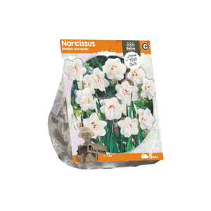 Narcissus Double Acropolis (Sp) per 5 - BA324660