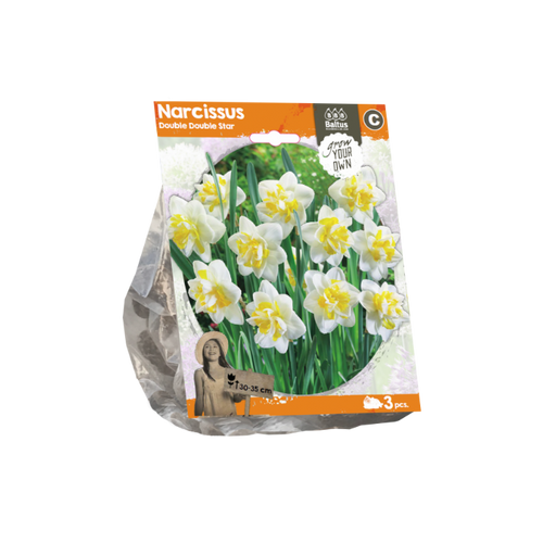 Narcissus Double Double Star (Sp) per 3 - BA324680