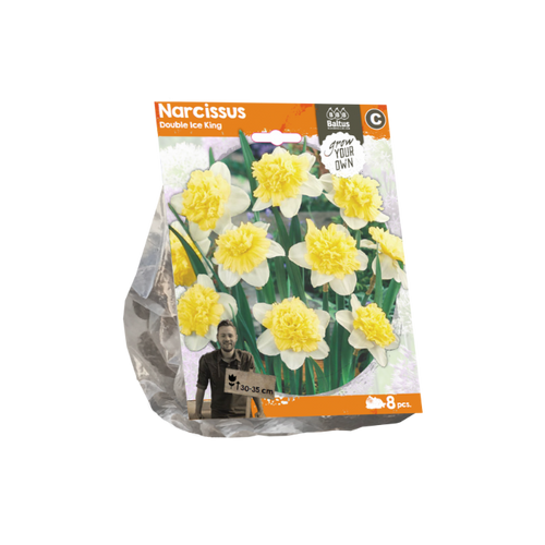 Narcissus Double Ice King (Sp) per 8 - BA324690