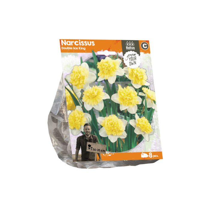 Narcissus Double Ice King (Sp) per 8 - BA324690