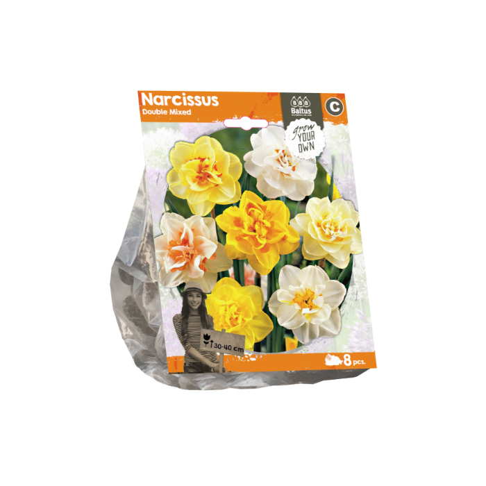 Narcissus Double Mixed (Sp) per 8 - BA324700