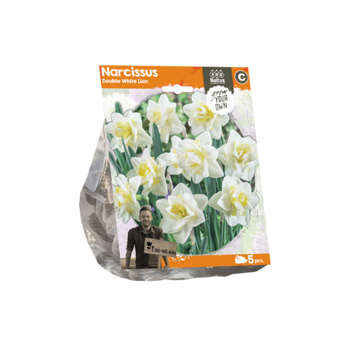 Narcissus Double White Lion (Sp) per 5 - BA324750