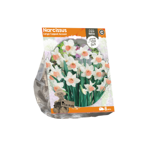 Narcissus Large Cupped Accent (Sp) per 8 - BA324780