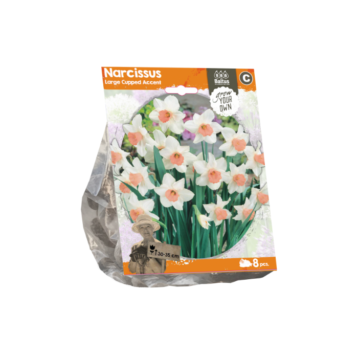 Narcissus Large Cupped Accent (Sp) per 8 - BA324780