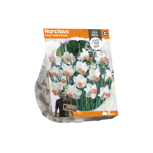 Narcissus Large Cupped Skype (Sp) per 5 - BA324810