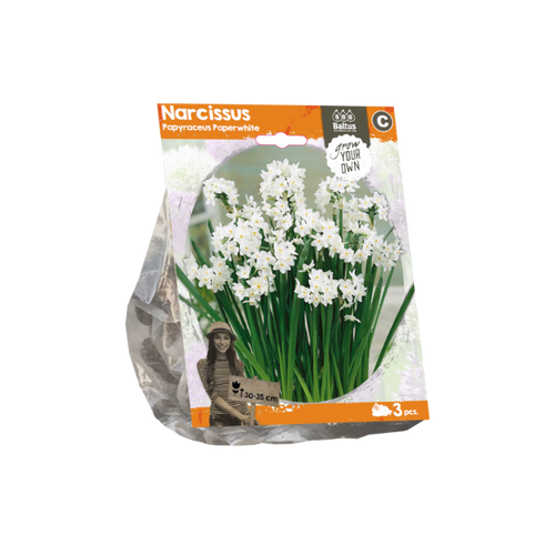 Narcissus Papyraceus Paperwhite (Sp) per 3 - BA324820