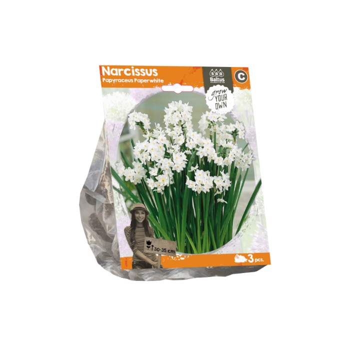Narcissus Papyraceus Paperwhite (Sp) per 3 - BA324820