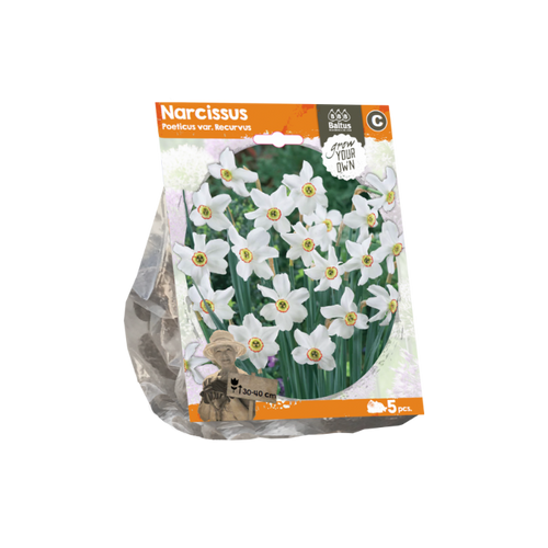 Narcissus Poeticus var. Recurvus (Sp) per 5 - BA324840