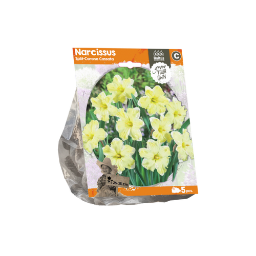 Narcissus Split-Corona Cassata (Sp) per 5 - BA324850