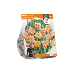 Narcissus Split-Corona Rainbow Of Colors (Sp) per 5 - BA324870