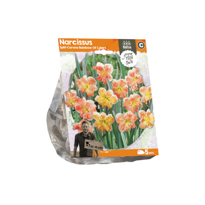 Narcissus Split-Corona Rainbow Of Colors (Sp) per 5 - BA324870