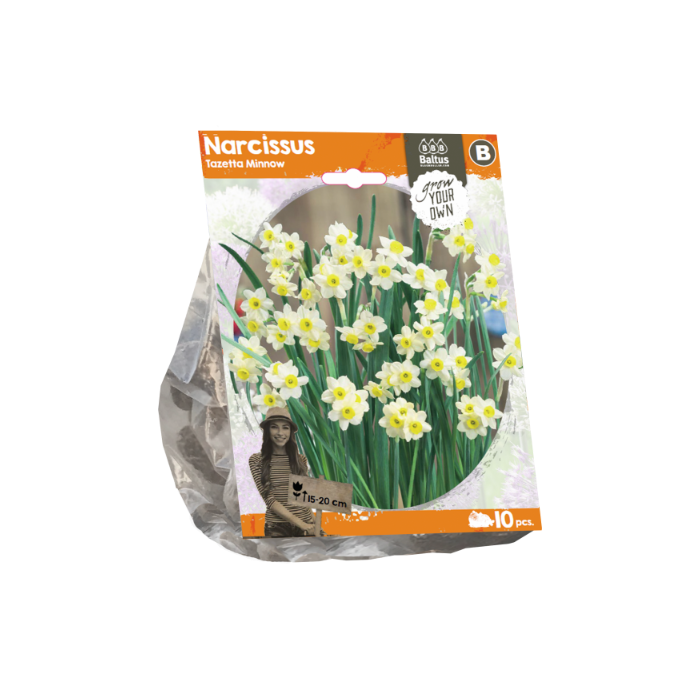 Narcissus Tazetta Minnow (Sp) per 10 - BA324880