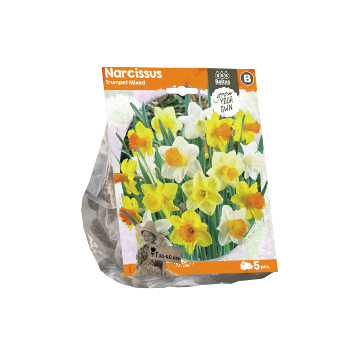 Narcissus Trumpet Mixed (Sp) per 5 - BA324910