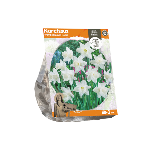Narcissus Trumpet Mount Hood (Sp) per 3 - BA324920