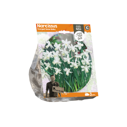 Narcissus Trumpet Snow Baby (Sp) per 3 - BA324940