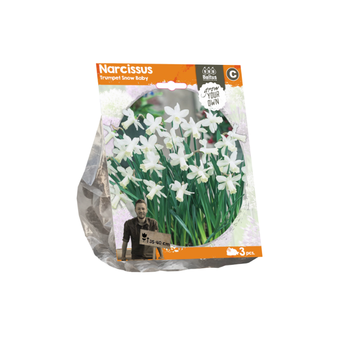 Narcissus Trumpet Snow Baby (Sp) per 3 - BA324940