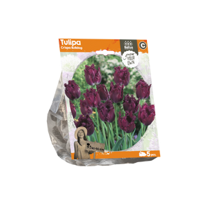 Tulipa Crispa Bulldog (Sp) per 5 - BA325010
